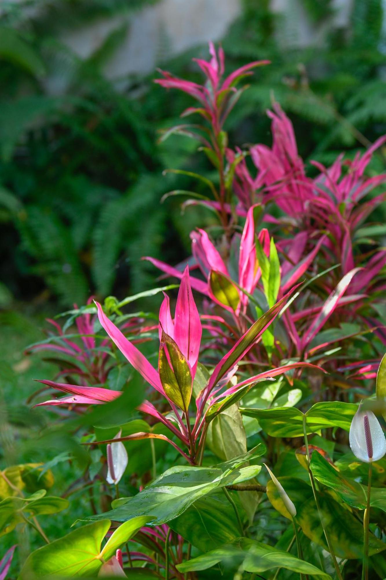 Bras-Panon Le Medinilla B&B 외부 사진